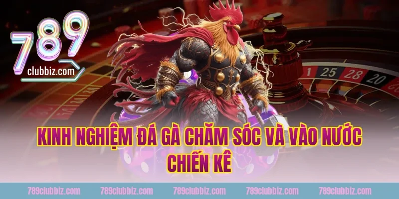 Kinh nghiệm đá gà 789Club - chăm sóc và vào nước chiến kê